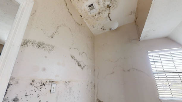 Best Residential Mold Inspection & Testing  in Cottage Lake, WA