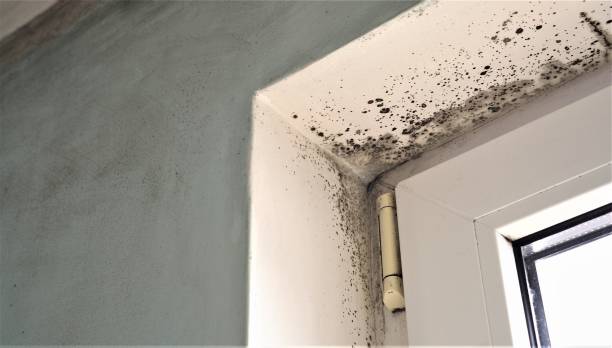 Best Emergency Mold Remediation  in Cottage Lake, WA