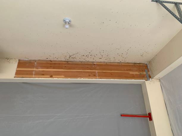 Best Environmental Consulting for Mold Prevention  in Cottage Lake, WA