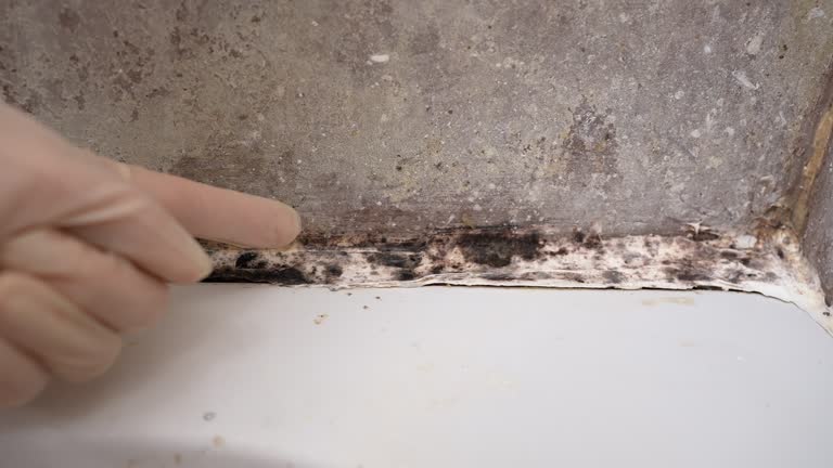 Best Mold Prevention Services  in Cottage Lake, WA